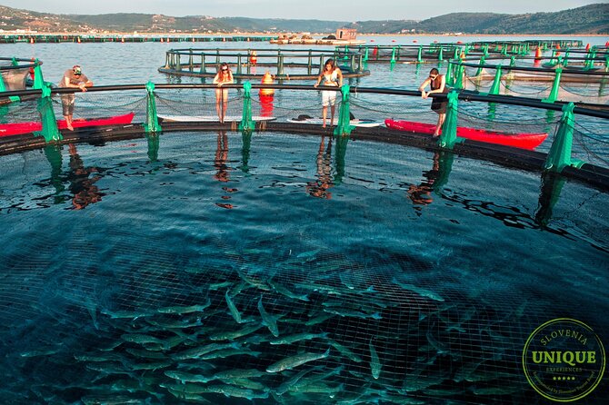 An Unforgettable Day With Fish, Wine and Olive Oil Tasting - Is $79.82 a fair price?