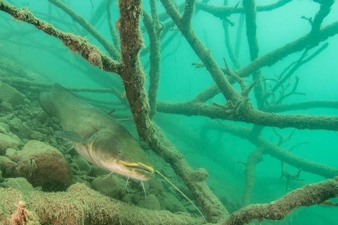Diving Bled - Key points to know before you book