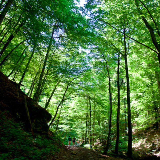 From Bled: Half-Day Pokljuka Gorge Trail Hike (Private) - How the private format changes the experience