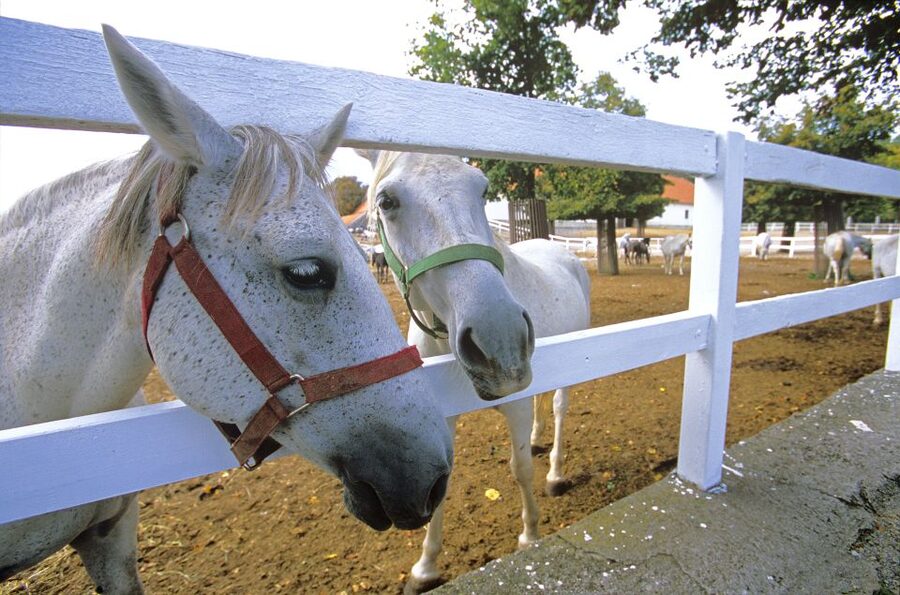 From Ljubljana: Lipica Stud Farm and Piran Full-Day Tour - Why this Ljubljana day trip works