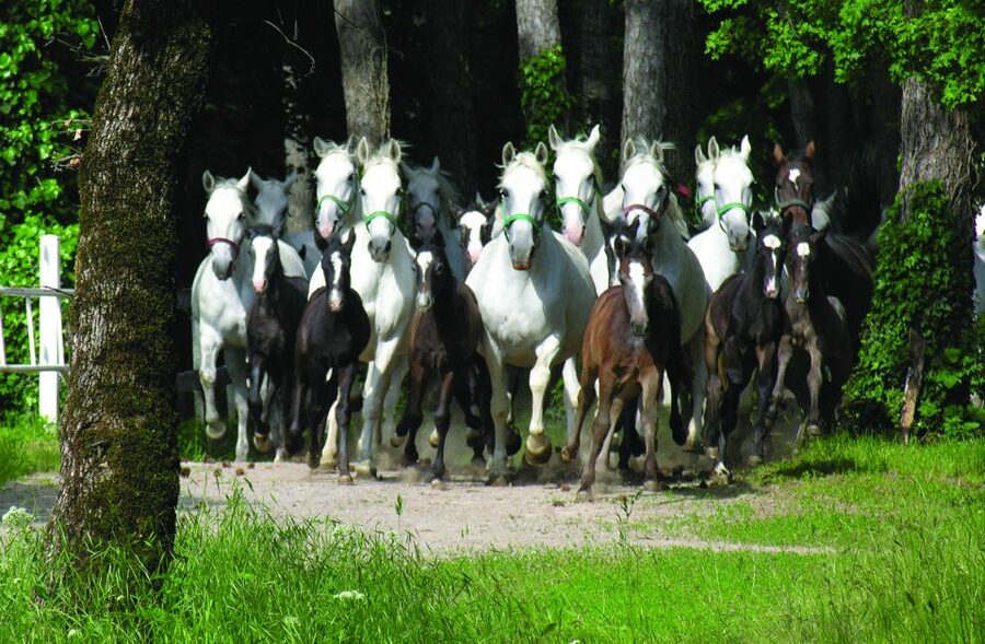 From Ljubljana: Lipica Stud Farm and Piran Full-Day Tour - Making good use of the two free hours