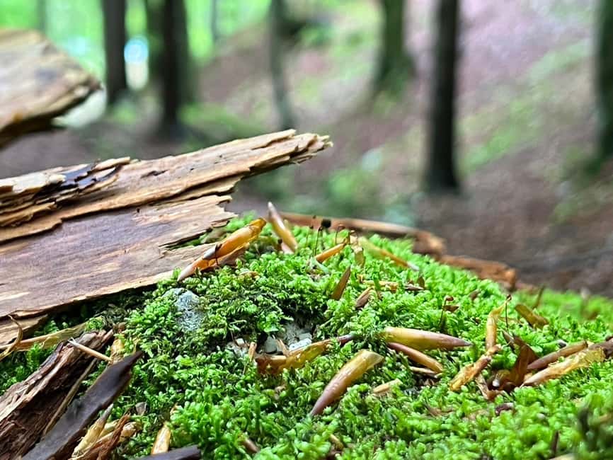 From Ljubljana: Triglav National Park Tour (Private) - Practical advice for a smoother day