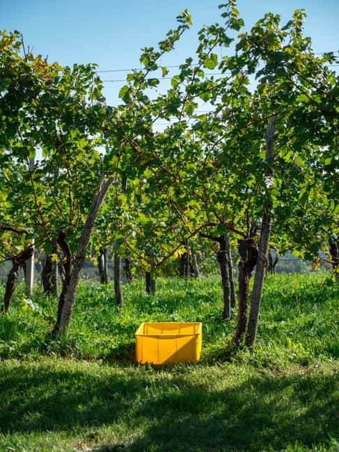 From Ljubljana: Vipava Valley Wine Express Tour - Tips for getting the most from the afternoon