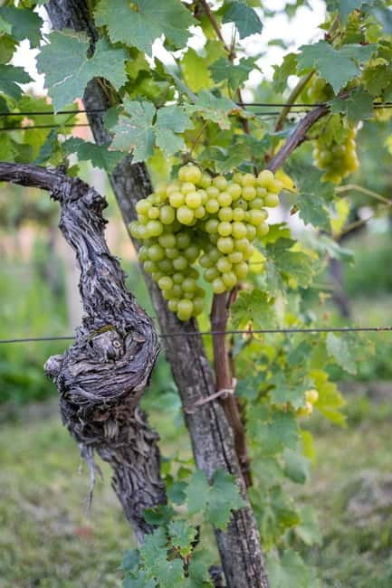 From Ljubljana: Vipava Valley Wine Express Tour - The first estate: family wine, old stone, and local food