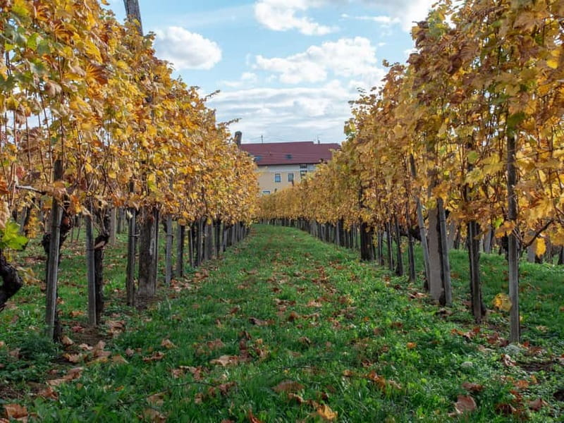 From Ljubljana: Vipava Valley Wine Express Tour - What the food adds to the tasting
