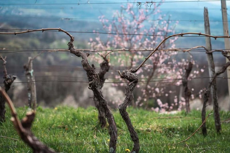 From Ljubljana: Vipava Valley Wine Express Tour - Timing, transport, and the value of $112