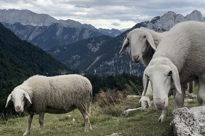 Full-Day Triglav National Park Tour from Ljubljana - Four hours in the Soča Valley