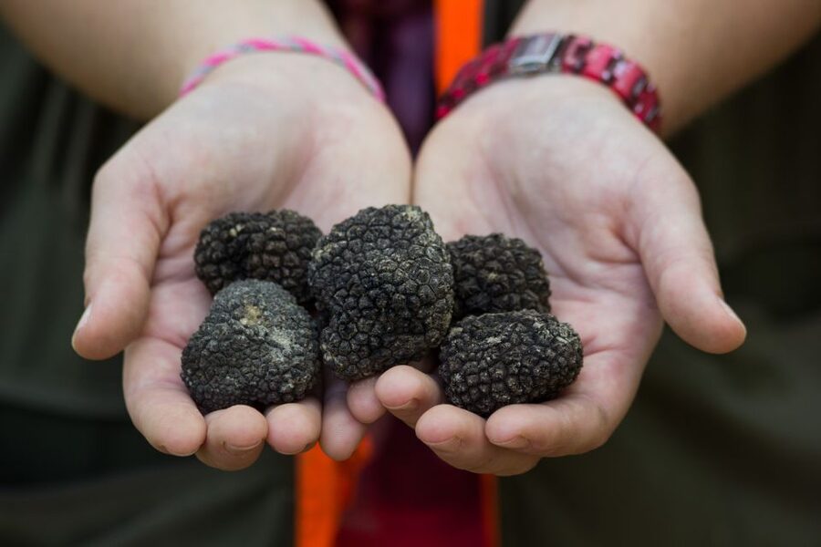 Gažon - Istria: Truffles Hunting & Cooking & Tasting - Key points at a glance