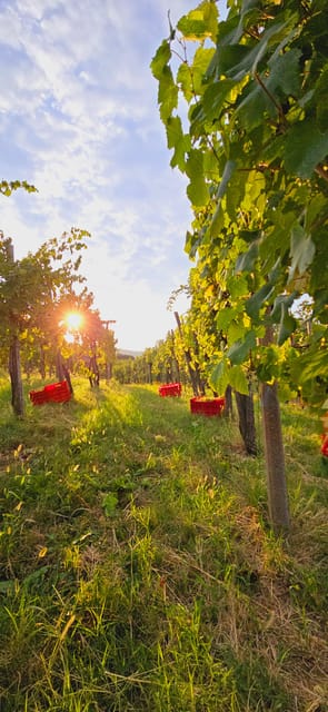 Goriška Brda: Wine Walk and Tasting - Key details before you book