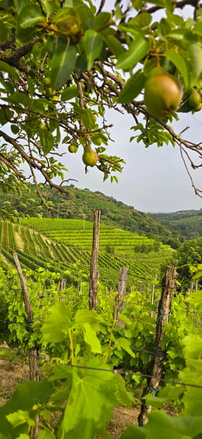 Goriška Brda: Wine Walk and Tasting - What the cellar visit adds