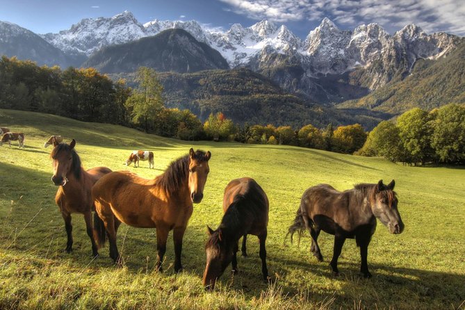 Horse Riding in Bled - What the ride itself feels like