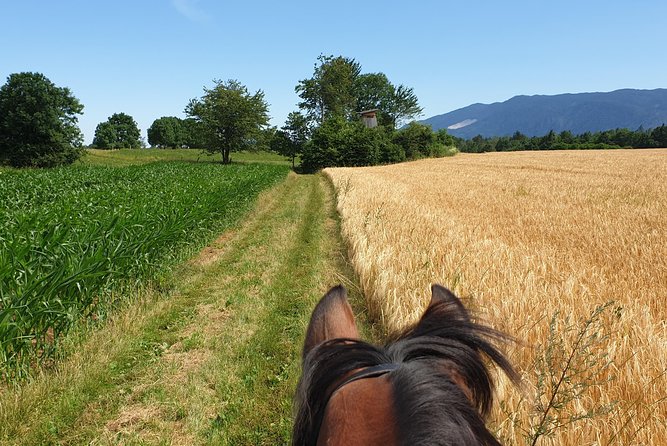 Horseback Riding In Bled - What the horse handling feels like for beginners
