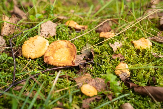 It Smells Like Mushrooms - A breakfast start at 8:30 am in Bovec