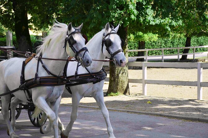 Lipica Stud Farm and Skocjan Caves from Koper - Is $134.68 a fair price?