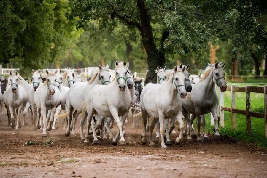 Lipica Stud Farm and Škocjan Caves from Trieste - Lipica Stud Farm and the story of the Lipizzan
