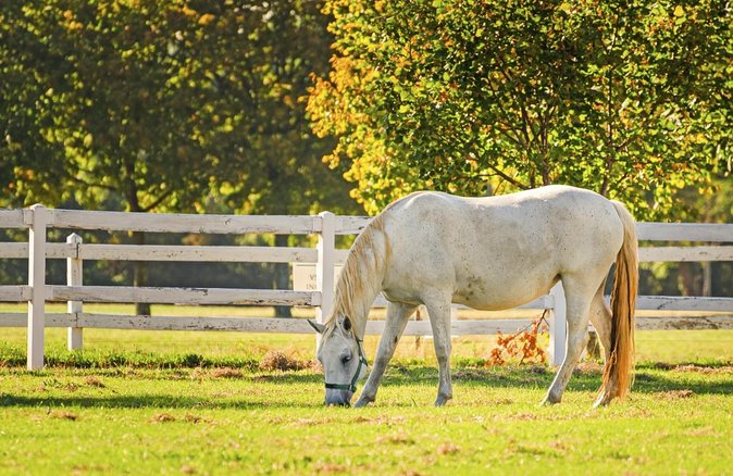 Lipica Stud Farm- Private Experience from Koper - Why Lipica is worth the trip from Koper