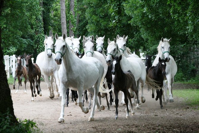 Lipica Stud Farm- Private Experience from Koper - Timing, weather, and practical details