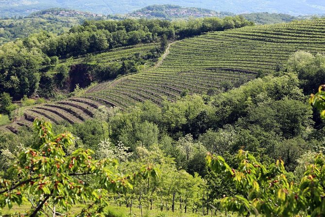 Secret vineyards E-bike tour - Wine tasting with Secret Wine, Zelen, and Pinela