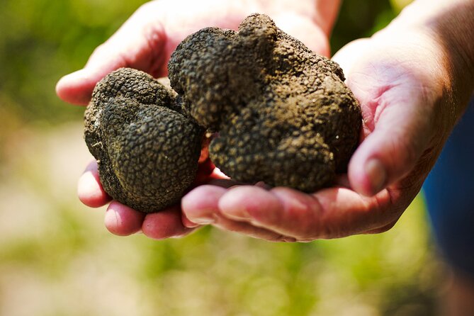 TRUFFLES: Hunting & Tasting in Istria, Slovenia - Should you book the truffle hunt?