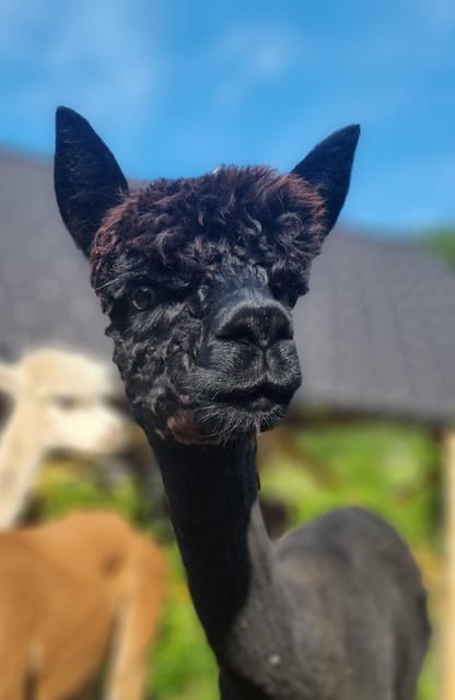 Walking with alpacas - Domačija Loncnar - Bohinj - Key points at a glance