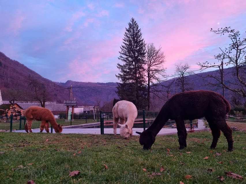 Walking with alpacas - Domačija Loncnar - Bohinj - Following the alpaca pace toward the river