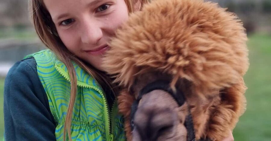 Walking with alpacas - Domačija Loncnar - Bohinj - The value of a private 1.5-hour experience