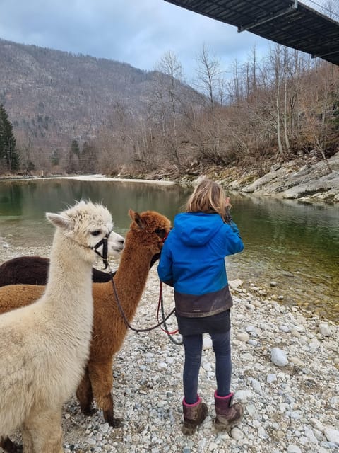 Walking with alpacas - Domačija Loncnar - Bohinj - What makes the host and family part of the experience