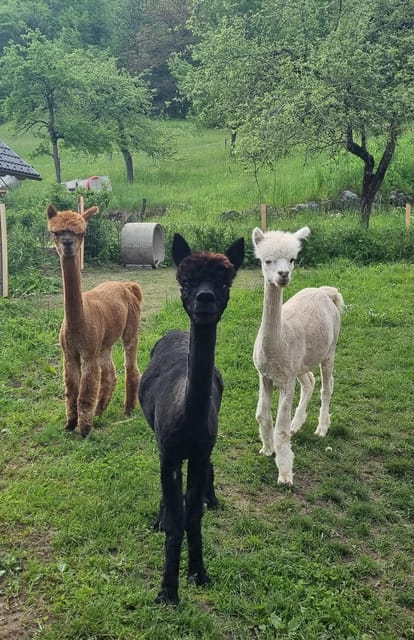 Walking with alpacas - Domačija Loncnar - Bohinj - Who will enjoy this Bohinj outing most