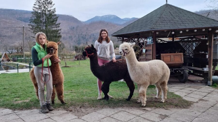 Walking with alpacas - Domačija Loncnar - Bohinj - Booking, cancellation, and tour languages