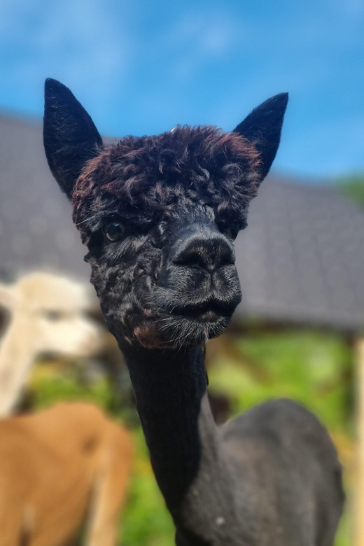 Walking with alpacas - Domačija Loncnar - Bohinj - Should you book Walking with Alpacas?