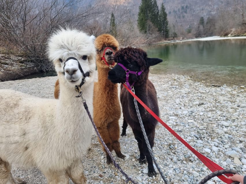 Walking with alpacas - Domačija Loncnar - Bohinj - Feeding time and getting used to their personalities