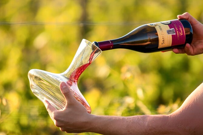 Wine Degustation in the Heart of Slovenian Istria - The winery, vineyards, and six-generation story