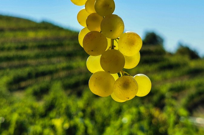 Wine Degustation in the Heart of Slovenian Istria - Four olive oils from the estate mill